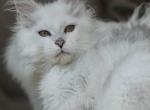 Snuffles - Maine Coon Cat For Adoption - West Bristol&comma; PA&comma; US