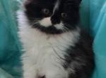 Dexter Bicolor Doll Face Persian - Persian Kitten For Sale - Vandergrift&comma; PA&comma; US