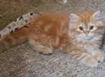 Luther Orange Dollface Tabby Persian - Persian Kitten For Sale - Vandergrift&comma; PA&comma; US