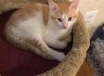Littles bugs - Domestic Kitten For Sale - Nottingham&comma; MD&comma; US