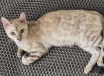 Green Boy Neutered and Microchipped - Bengal Kitten For Sale - GA&comma; US
