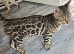 Red Girl - Bengal Kitten For Sale - GA&comma; US