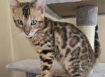 Dark Boy - Bengal Kitten For Sale - GA&comma; US