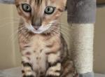 Discounted for 1 week tan boy - Bengal Kitten For Sale - GA&comma; US