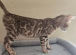 Tan Boy - Bengal Kitten For Sale - GA&comma; US