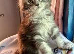 1 silver tabby female left available now - Maine Coon Kitten For Sale - Dayton&comma; OH&comma; US