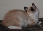 Phoebe - Ragdoll Kitten For Sale - Shippensburg&comma; PA&comma; US