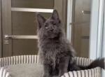 Orion - Maine Coon Kitten For Sale - 