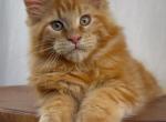 Copper - Maine Coon Kitten For Sale - Grayslake&comma; IL&comma; US