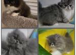 Persian Males - Persian Kitten For Sale - Greenwood&comma; SC&comma; US