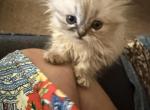 Minka persians - Persian Kitten For Sale - Ellington&comma; CT&comma; US