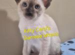 CFA registered Siamese - Siamese Kitten For Sale - Wilmington&comma; DE&comma; US