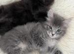 American bobtail Kittens - American Bobtail Kitten For Sale - Agawam&comma; MA&comma; US