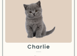 Charlie - British Shorthair Kitten For Sale - 