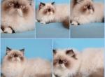 beautiful young Himalayan boy - Himalayan Cat For Sale - 