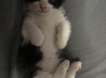 Munchkin kitties - Munchkin Kitten For Sale - Hialeah&comma; FL&comma; US