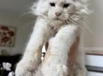 Oscar - Maine Coon Kitten For Sale - 
