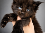 Black litter males by lynxrunecode com - Maine Coon Kitten For Sale - FL&comma; US