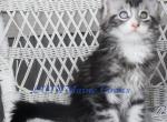 Perceus - Maine Coon Kitten For Sale - Lott&comma; TX&comma; US