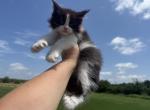 Newton polydactyl - Maine Coon Kitten For Sale - Locust Grove&comma; OK&comma; US