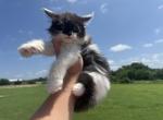 Luther - Maine Coon Kitten For Sale - Locust Grove&comma; OK&comma; US