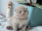 Scottish Nala - Scottish Fold Kitten For Sale - Brooklyn&comma; NY&comma; US