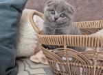 Scottish Oreo - Scottish Fold Kitten For Sale - Brooklyn&comma; NY&comma; US