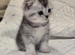 Bella' cutie - Scottish Straight Kitten For Sale - Grove City&comma; OH&comma; US