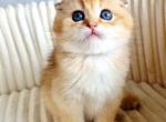 Scottish Onix - Scottish Fold Kitten For Sale - Brooklyn&comma; NY&comma; US
