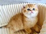 Scottish Oskar - Scottish Straight Kitten For Sale - Brooklyn&comma; NY&comma; US