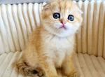 Scottish Olivia - Scottish Fold Kitten For Sale - Brooklyn&comma; NY&comma; US