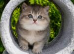 Scottish Elza - Scottish Straight Kitten For Sale - Brooklyn&comma; NY&comma; US