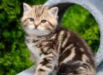 Scottish Elisey - Scottish Straight Kitten For Sale - Brooklyn&comma; NY&comma; US