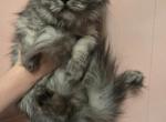 Pebbles - Persian Kitten For Sale - Cicero&comma; IN&comma; US