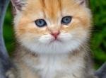 Scottish Don - Scottish Straight Kitten For Sale - Brooklyn&comma; NY&comma; US