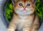 Scottish Derek - Scottish Straight Kitten For Sale - Brooklyn&comma; NY&comma; US
