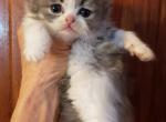 Zoes babies - Ragdoll Kitten For Sale - 