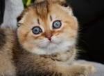 Scottish Dandy - Scottish Fold Kitten For Sale - Brooklyn&comma; NY&comma; US