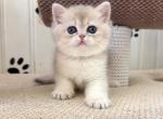 British Caramelka - British Shorthair Kitten For Sale - Manorville&comma; NY&comma; US