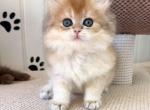 British Cameron - British Shorthair Kitten For Sale - Manorville&comma; NY&comma; US