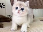 British Cristian - British Shorthair Kitten For Sale - Manorville&comma; NY&comma; US