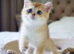 British Grayson - British Shorthair Kitten For Sale - Manorville&comma; NY&comma; US