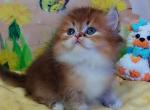 British Nox - British Shorthair Kitten For Sale - Manorville&comma; NY&comma; US