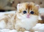 British Joy - British Shorthair Kitten For Sale - Manorville&comma; NY&comma; US