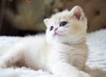 British Jeni - British Shorthair Kitten For Sale - Manorville&comma; NY&comma; US