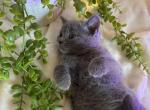 Blue - British Shorthair Kitten For Sale - 