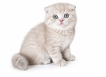 Daisy - Scottish Fold Kitten For Sale - Shelby Township&comma; MI&comma; US