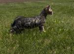 Baby Bengals ready to go - Bengal Kitten For Sale - IA&comma; US