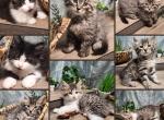 Siberian 8weeks female and male - Domestic Kitten For Sale - Eagan&comma; MN&comma; US