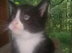 Tuxedo Kitty - Maine Coon Kitten For Sale - 